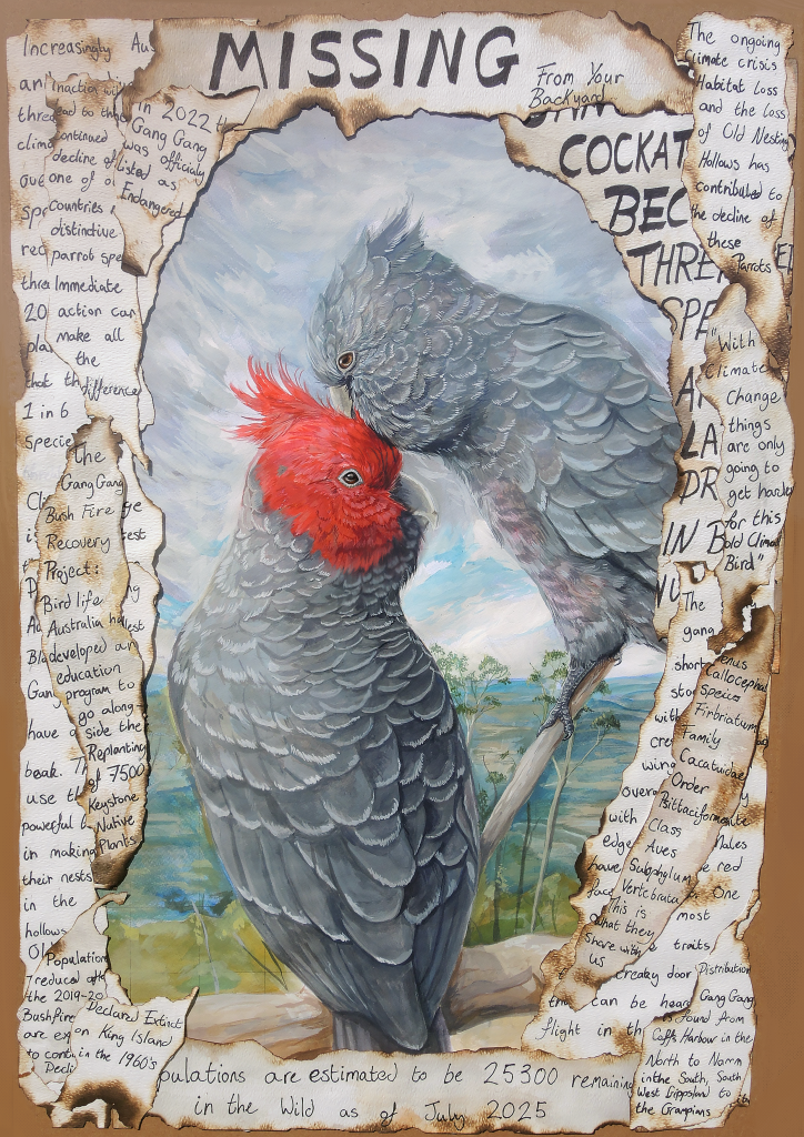 A watercolour painting of two slate-grey cockatoos, one with crimson head feathers. The birds' heads are touching. They are surrounded by scraps of parchment with burnt edges covered in handwriting. The writing is fragments of facts about the gang-gang cockatoos 